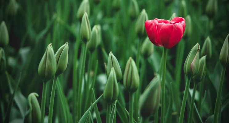 A Beginner’s Guide to Alternative Investments